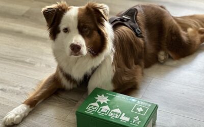 ERSTE-HILFE AM HUND