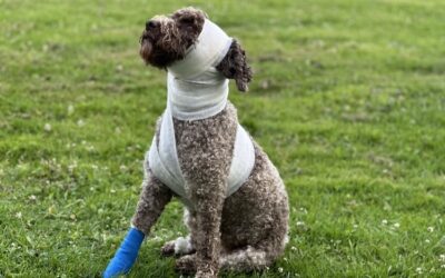 ERSTE-HILFE AM HUND – SCHÄFERHUNDEVEREIN OG BERGNEUSTADT