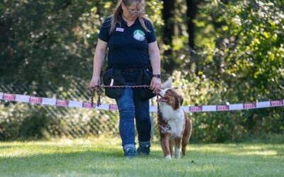 Sozialkompetenztraining für Hund und Hundeführer