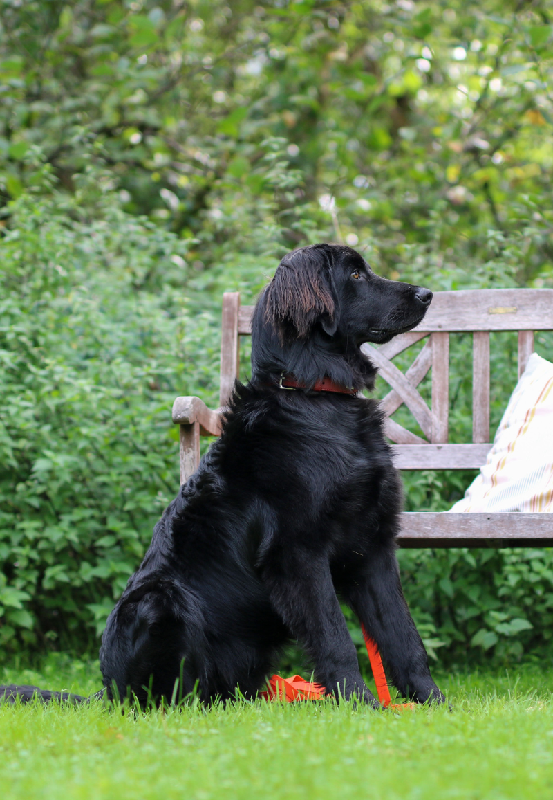 Schaeferhundeverein_OG_Bergneustadt_Termine