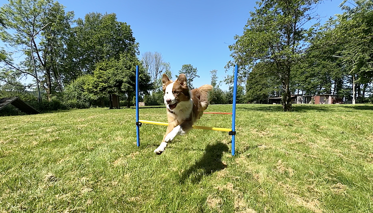 schaeferhundeverein-bergneustadt_hundetraining-3